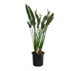 Starliçe-Cennet Kuşu-Strelitzia Reginae